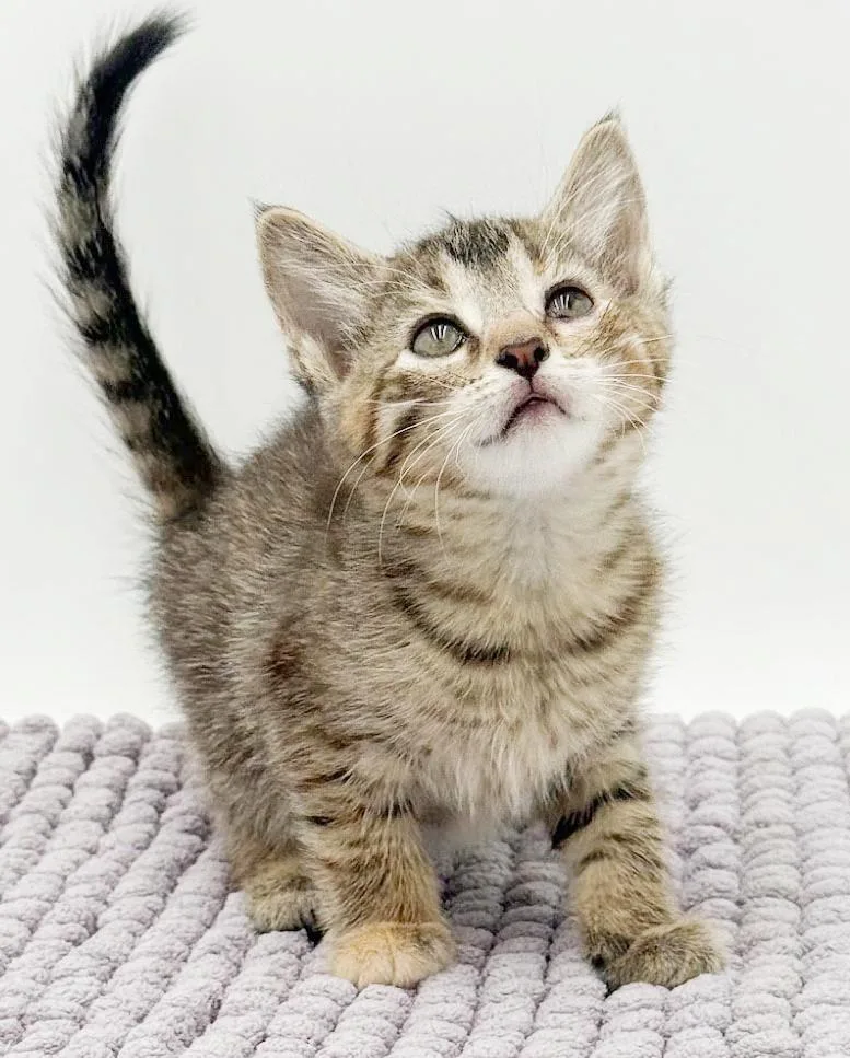 Sassy Will Make Your thumbnail 6