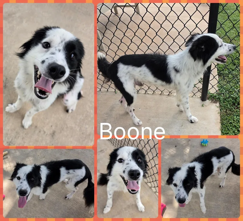 Boone