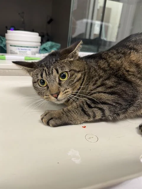 A young small-sized female Domestic Short Hair cat named Rhonda for adoption in Baytown, TX
