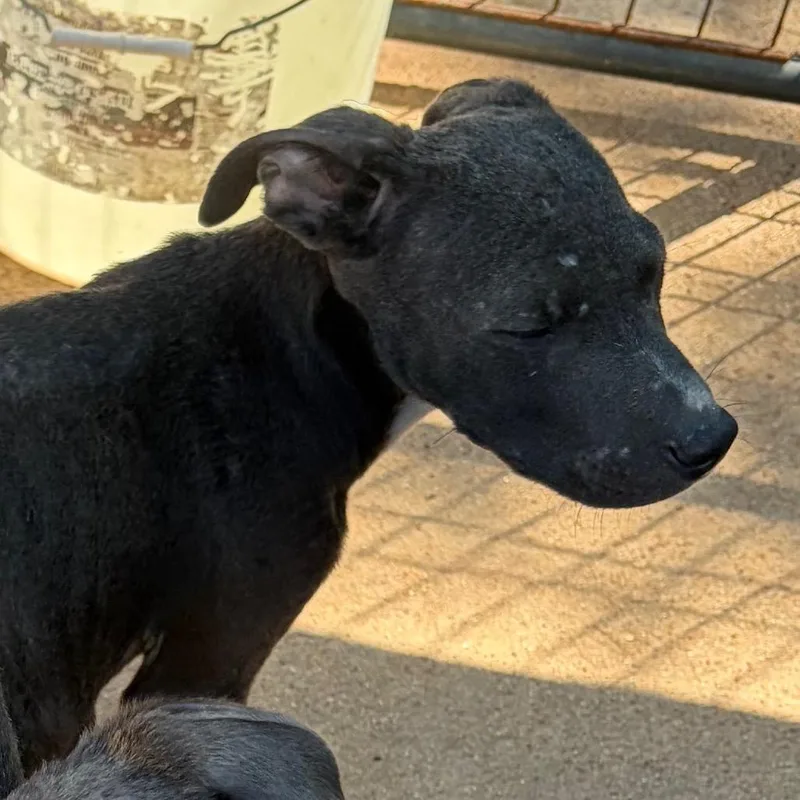 A baby small-sized male Gray / Blue / Silver Mixed Breed dog named Elvis for adoption in Lake Jackson, TX