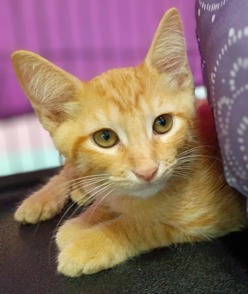 A baby medium-sized male Domestic Short Hair cat named Seonghwa for adoption in Hamilton, OH