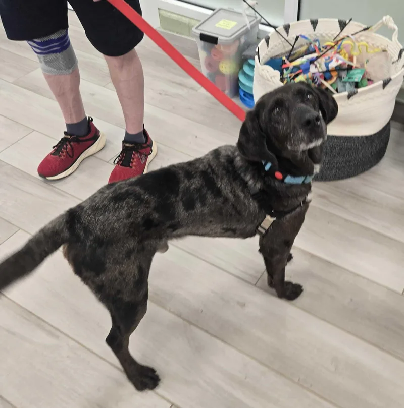 Toyota Tundra thumbnail 2