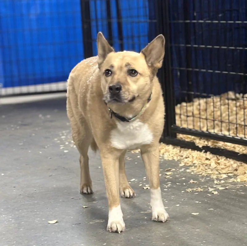 An adult medium-sized female Mixed Breed dog named Blondie for adoption in Oak Park, MI