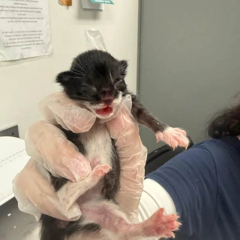 A baby small-sized female Black Domestic Medium Hair cat named Margo for adoption in Charleston, WV