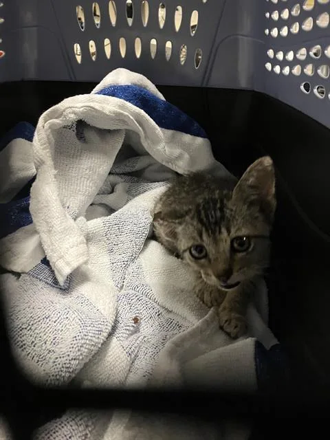 A baby small-sized female Domestic Short Hair cat named Scallop for adoption in Long Beach, CA
