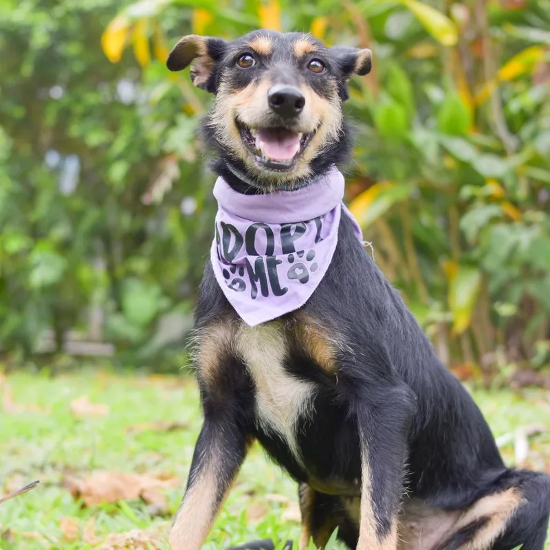 An adult medium-sized female Black Mixed Breed dog named Pixie for adoption in Kailua Kona, HI