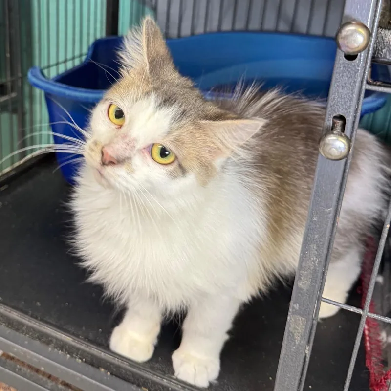 A young medium-sized female Domestic Long Hair cat named Tippie for adoption in Saginaw, MI