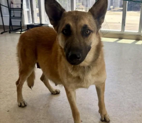 A young large-sized female German Shepherd Dog dog named Aja for adoption in San Pedro, CA