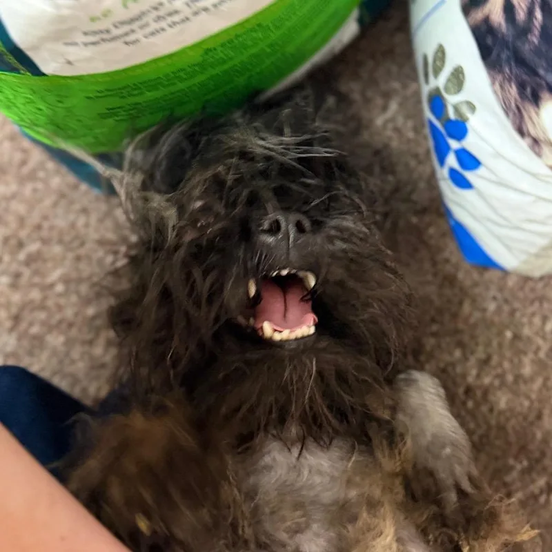 An adult small-sized female Black Toy Poodle dog named Roxy C for adoption in Oklahoma City, OK