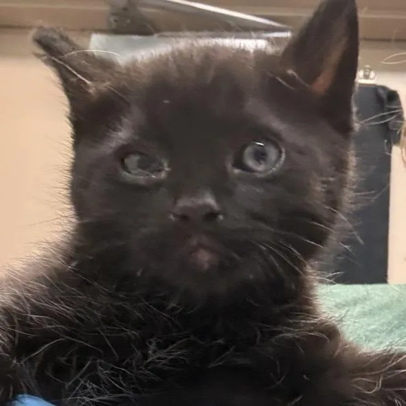 A baby small-sized male Black Domestic Short Hair cat named Saint Basil for adoption in Tacoma, WA