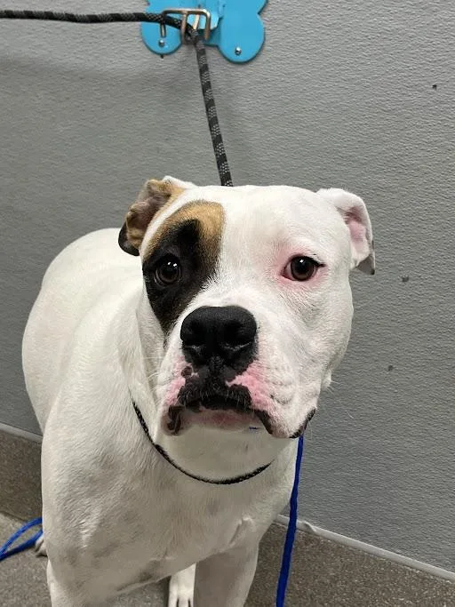 A young large-sized male Boxer dog named Petey for adoption in Las Vegas, NV