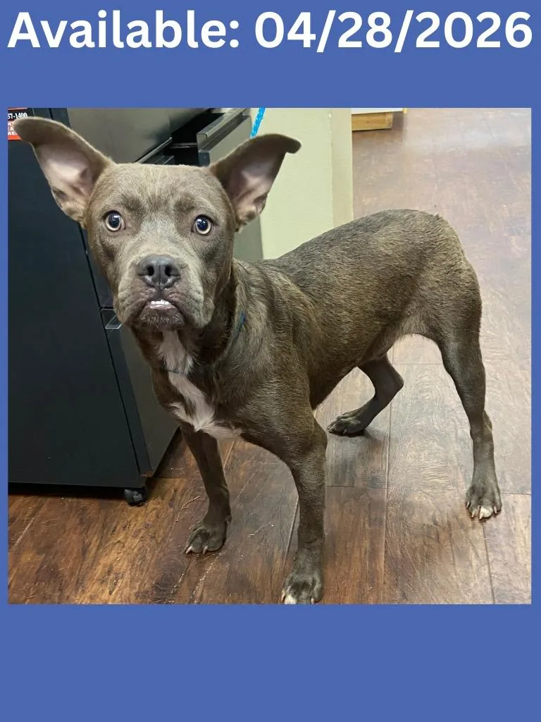 A baby medium-sized male Boxer dog named Dog Kennel  Blue for adoption in Greenville, TX