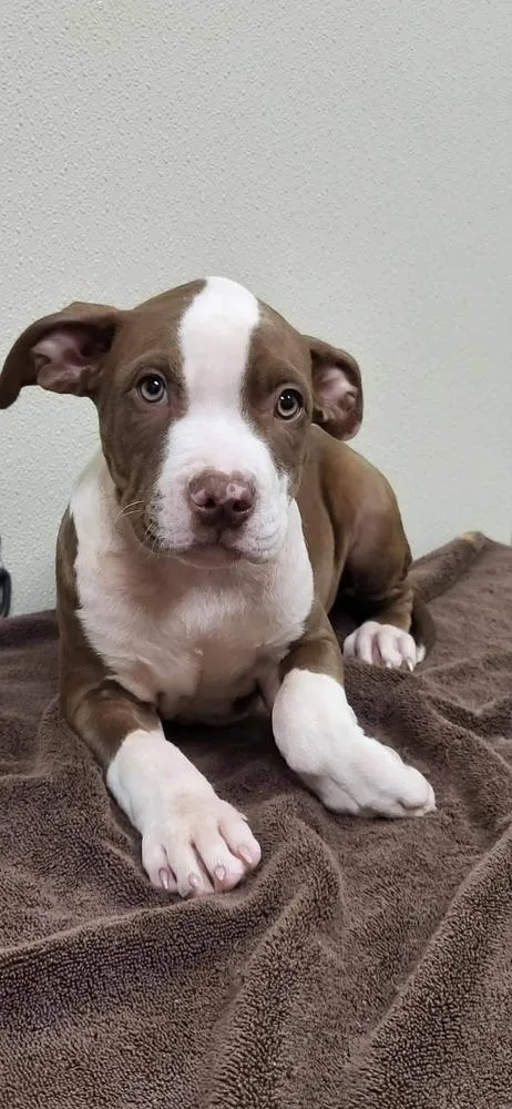 A baby medium-sized male Mixed Breed dog named Romero for adoption in Groveland, MA