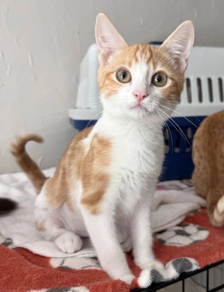 A baby small-sized female Domestic Short Hair cat named Ceder for adoption in Lemoore, CA