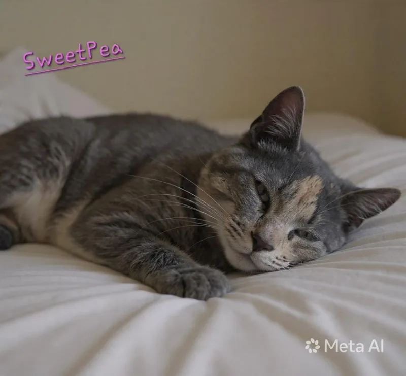 A young medium-sized female Domestic Short Hair cat named Sweet Pea for adoption in Jim Thorpe, PA