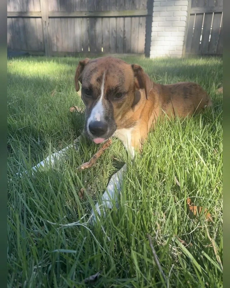 A young medium-sized male Brown / Chocolate Labrador Retriever dog named Toast for adoption in Cordova, TN