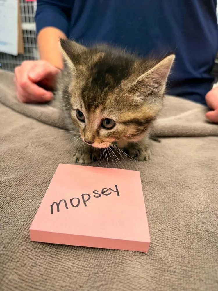 Mopsey