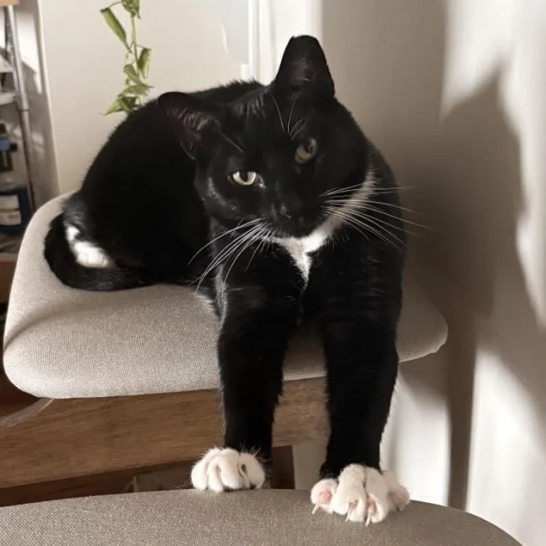 An adult medium-sized male Black & White / Tuxedo Domestic Short Hair cat named Bobby for adoption in Alexandria, VA