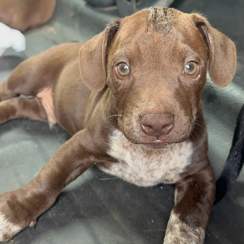 A baby medium-sized male Brown / Chocolate Mixed Breed dog named Slash for adoption in Columbiana, AL
