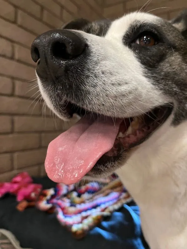 Kaia