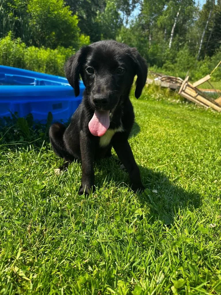 A baby medium-sized female Labrador Retriever dog named Louise for adoption in Cloquet, MN
