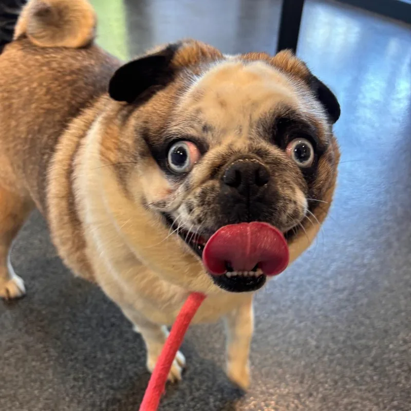 An adult small-sized female Yellow / Tan / Blond / Fawn Pug dog named Bella for adoption in Allentown, PA
