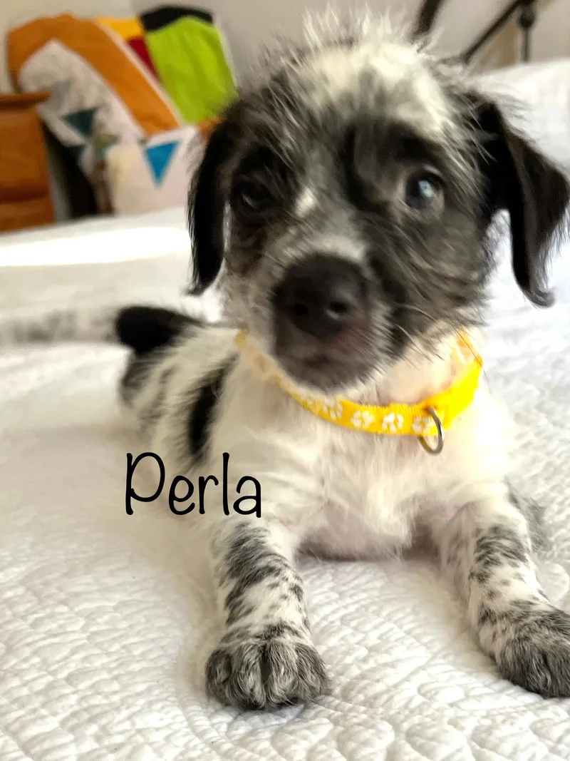 A baby medium-sized female White / Cream Australian Cattle Dog / Blue Heeler dog named Perla for adoption in Pawleys Island, SC