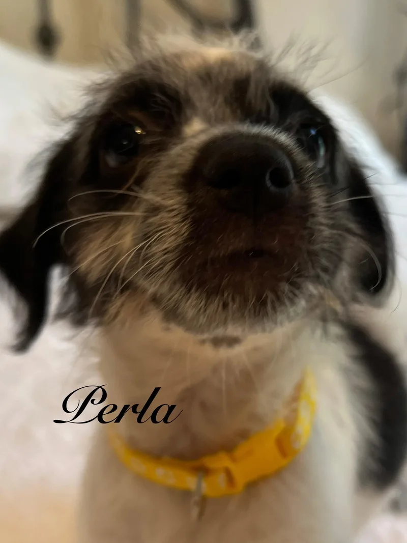 Perla thumbnail 2