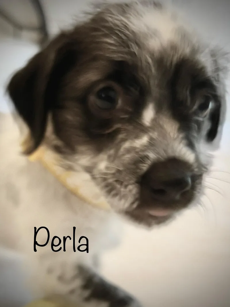 Perla thumbnail 4