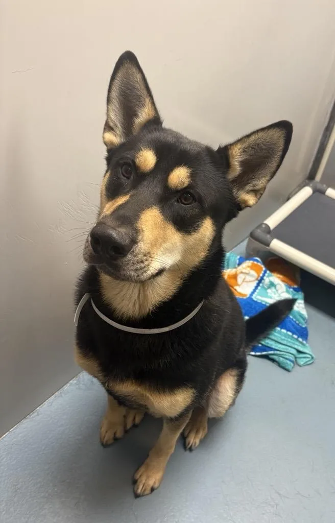 A young large-sized male German Shepherd Dog dog named Bubs for adoption in Houston, TX