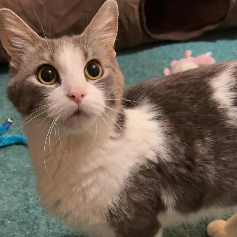 An adult medium-sized female White Domestic Short Hair cat named Lily for adoption in North Canton, OH