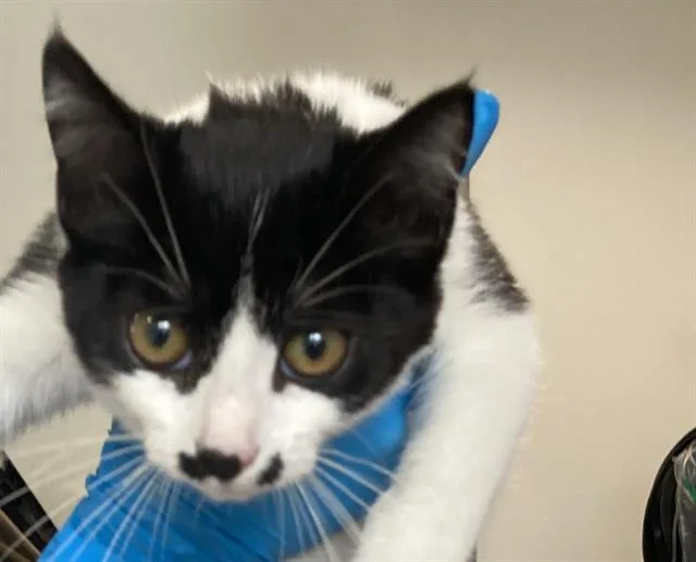 A baby small-sized female Domestic Short Hair cat named Igraine for adoption in Long Beach, CA