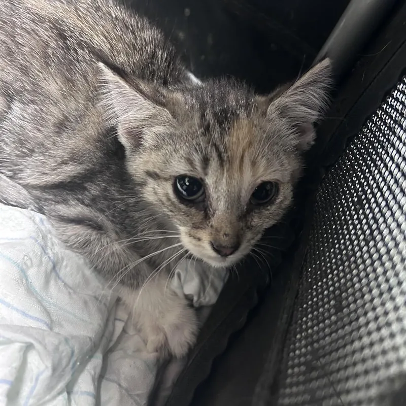 A baby small-sized female Gray / Blue / Silver Domestic Short Hair cat named Harvest for adoption in Philadelphia, PA