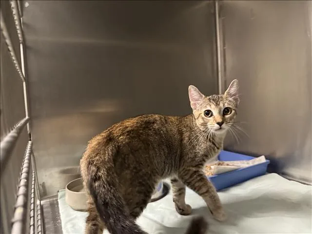 A baby small-sized female Domestic Short Hair cat named Hershey for adoption in Los Angeles, CA