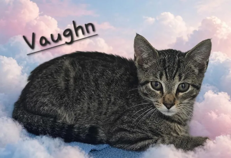 A baby small-sized male Domestic Short Hair cat named Vaughn for adoption in Jim Thorpe, PA