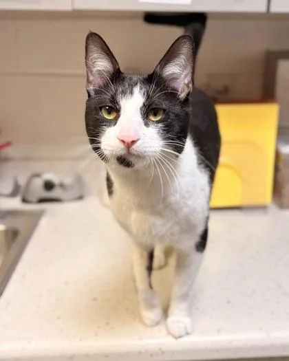 An adult small-sized male Domestic Short Hair cat named Purrbert for adoption in Fairfax, VA