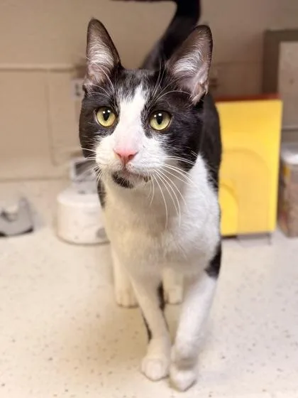 Purrbert thumbnail 2