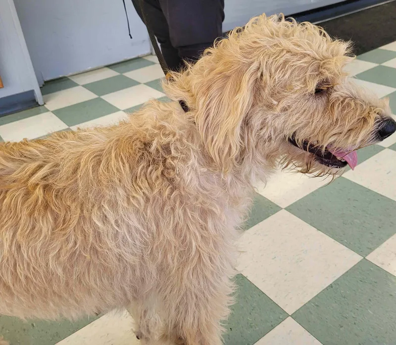 A young large-sized female Labradoodle dog named Lucy for adoption in Killingworth, CT