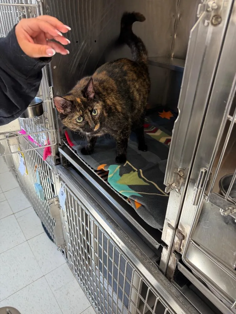 A young medium-sized female Domestic Short Hair cat named Sorcha for adoption in Pomona, NY