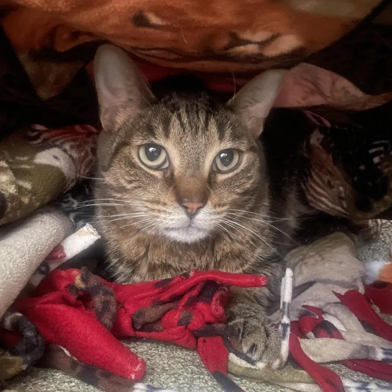 An adult medium-sized male Brown / Chocolate Domestic Short Hair cat named Maple for adoption in Chicago, IL