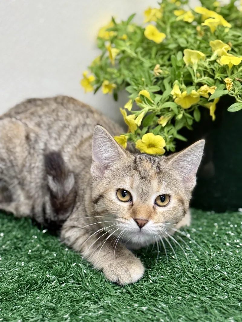 A young medium-sized female Tabby (Buff / Tan / Fawn) Domestic Short Hair cat named Kirby for adoption in Effingham, IL