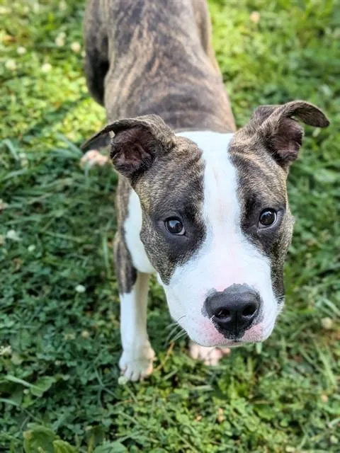 A young large-sized male Pit Bull Terrier dog named Buckeye for adoption in Saint Peters, MO