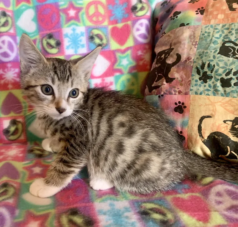 A young medium-sized male Tabby (Buff / Tan / Fawn) Domestic Short Hair cat named Gio for adoption in San Jose, CA