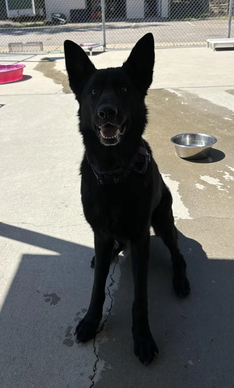 A young large-sized female Black German Shepherd Dog dog named Dahlia for adoption in Ashland, VA