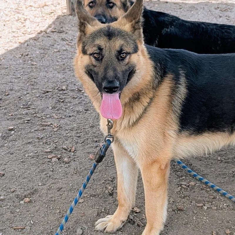 A young large-sized male German Shepherd Dog dog named Jeremy for adoption in Oakland, CA