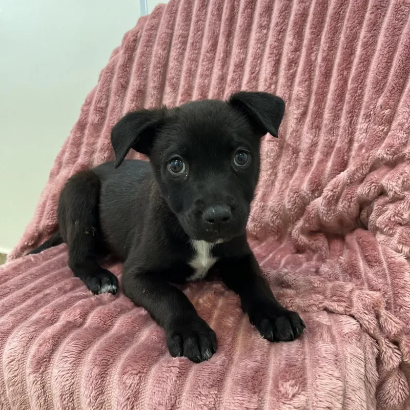 Changretta thumbnail 2