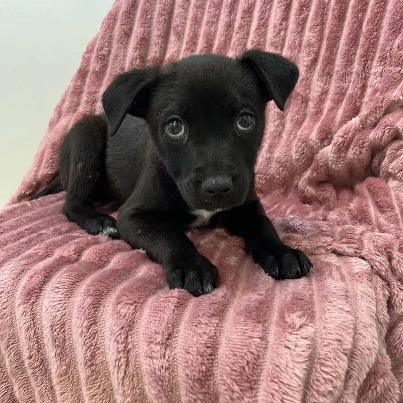 Changretta thumbnail 3