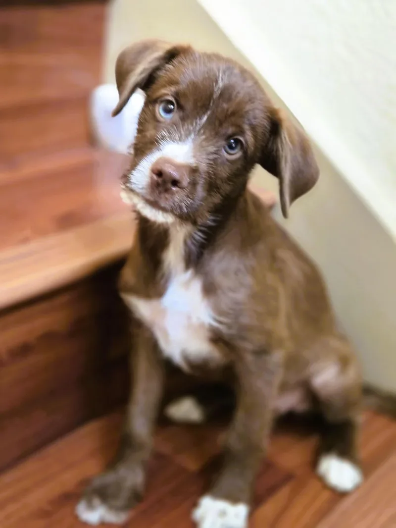 A baby small-sized female Miniature Schnauzer dog named Siri for adoption in Orlando, FL
