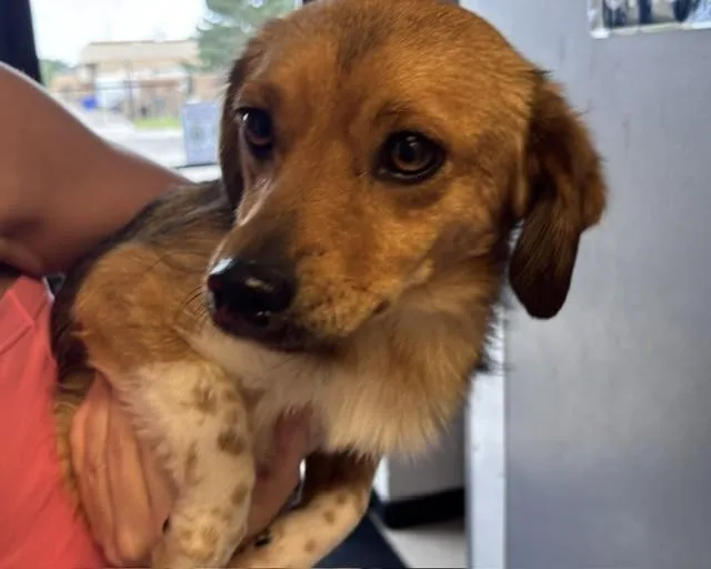 A young small-sized female Cardigan Welsh Corgi dog named Xena for adoption in Olathe, KS