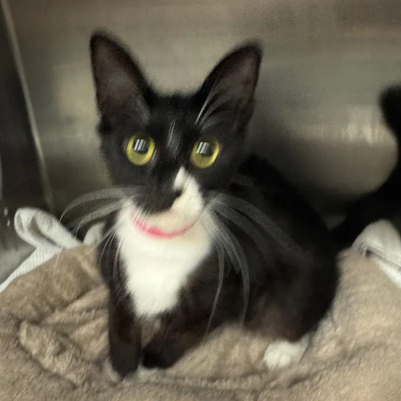 A young medium-sized female Black Domestic Medium Hair cat named Fancyville for adoption in Los Angeles, CA